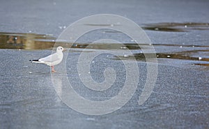 Seagull on icy lake