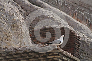 Seagull inside the Roman Coliseum