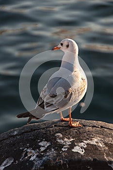 Seagull in Instanbul photo
