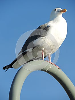 Seagull