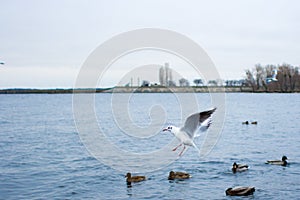 Seagull intercepts food at ducks above the lake