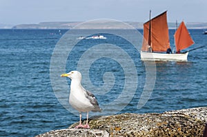 Seagull ir sailing ship on Beautiful seaside