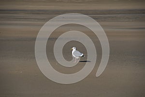 Seagull at irish sandy beach