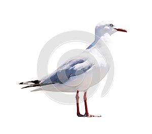 Seagull Isolated