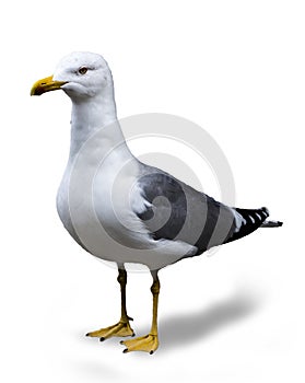 Seagull isolated, background color white