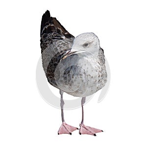 Seagull isolated on white background.