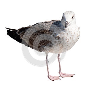 Seagull isolated on white background.