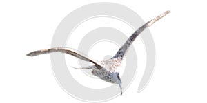 Seagull isolated on white background.