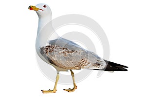 Seagull isolated on white background