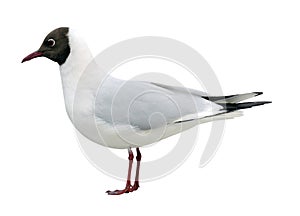 Seagull isolated on white background photo