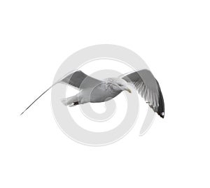 Seagull Isolated on White