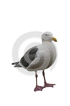 Seagull isolated on white