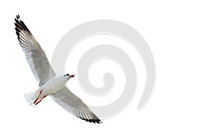 Gaviota en blanco 