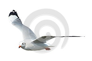 Gaviota en blanco 