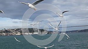 Seagull in Istanbul flying over the sea. Slow motion