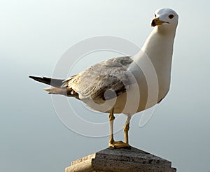 Seagull in Istanbul, Turkey