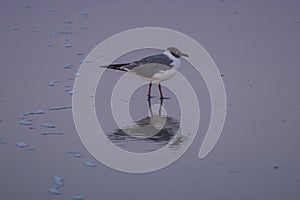 A seagull and its reflection on the beach at blue hour