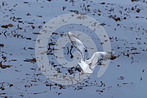 Seagull with its wings open looking for food in the sea.