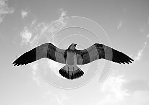 A seagull with its wings open symmetrically  flying in the sky