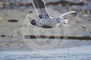 Seagull keeping a golf ball and flying in the air.   Burnaby BC