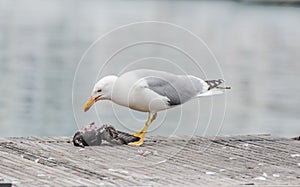 Seagull killing a pigeon
