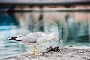 Seagull killing a pigeon