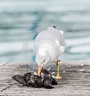 Seagull killing a pigeon