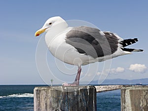 Seagull at King Harbor Pier, CA