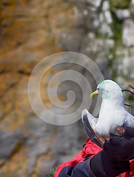 Seagull (Kittiwake, Rissa tridactyla) in hands of ornithologist
