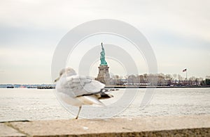 A Seagull with Lady Liberty Statue in Background. New York City, USA