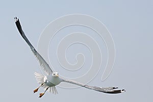 Seagull of Lagoon of Venice