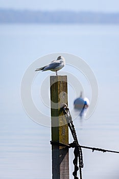 seagull at the lake Starnberg