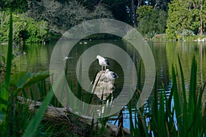 seagull in lake - Stow Lake in Golden Gate Park