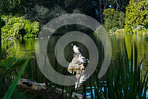 Seagull in lake - Stow Lake in Golden Gate Park