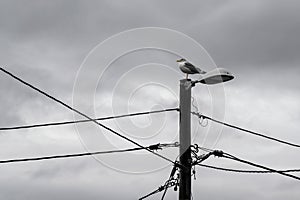 Seagull on lamp post