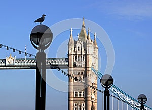 Seagull On Lamppost, Tower Bridge, London, England
