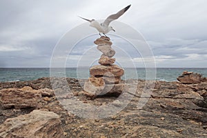 Seagull landed over stone mounts in the south coast of the island of majorca photo