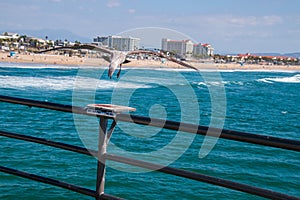 Seagull landing on bait cutting shelf on railing of pier with ocean and beach in the background.