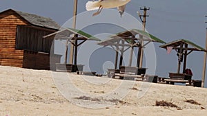 Seagull landing on the beach, then soars into the