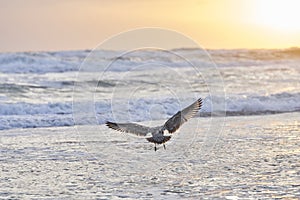 A seagull landing in the water