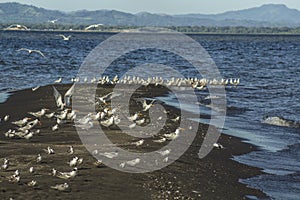 Seagull landing at Ometepe Island