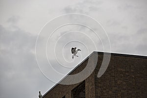 Seagull landing on roof of brown brick building on a gloomy day