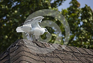 Seagull Landing on a Roof