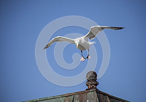 Seagull landing on a roof.