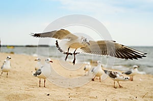 Seagull landing on the sand.