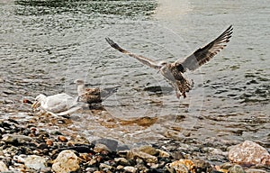 Seagull Landing and Squawking