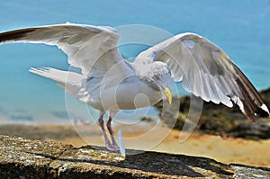 Seagull, landing on a stone wall with blue ocean in background