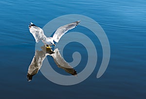 Seagull landing on water