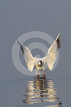 Seagull landing on water