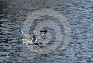 Seagull landing in water